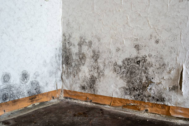 Best Mold Removal Process  in USA